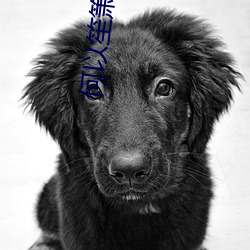 何以笙箫默txt