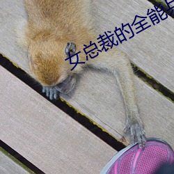 女总裁的(de)全能兵王(wáng)小说