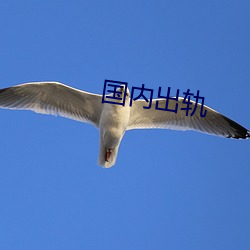 内出轨(guǐ)