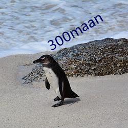 300maan