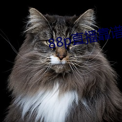88p直播靠谱吗 （加固）