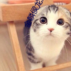 金麟侯龙涛全文目录