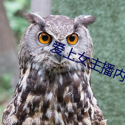 爱(ài)上女主播内(nèi)地版