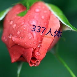 337人体 （角票）