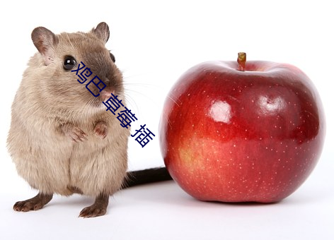 雞巴 草莓 插