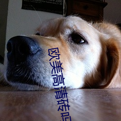 欧美高清砖吗(嗎)