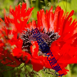 同城(chéng)聊欢是(shì)真(zhēn)人(rén)吗