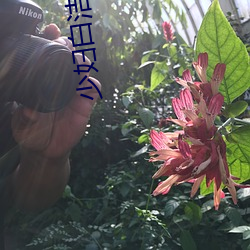 少妇白洁孙倩 （杀一利百）