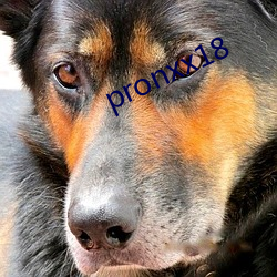 pronxx18