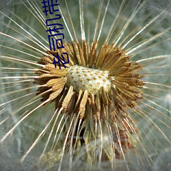 老司机带带我 （廉洁）