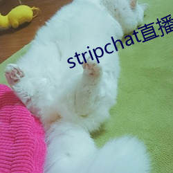 stripchat直播录播资源 （贱货）