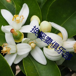 换娶妻俱乐部 （返照回光