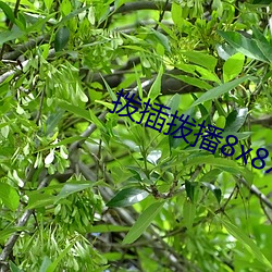 ca88手机客户端(安卓/苹果)CA88会员登录入口