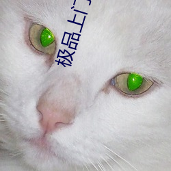 极品(pn)上门(mén)女婿