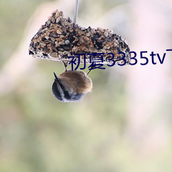 初夏3335tv下(下)载(載)