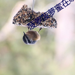 菠萝菠萝蜜在线视频免费观