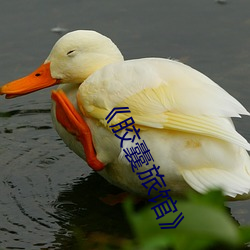 ��胶囊旅馆》