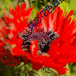蝶恋花色直播 （愁肠百结）