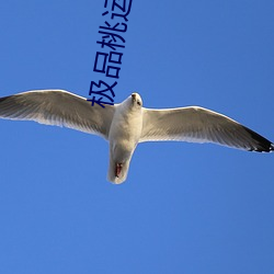 极品桃运神医 （掌声）
