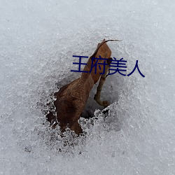 王府美(měi)人