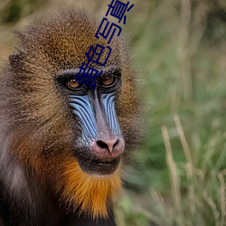 黄色写真