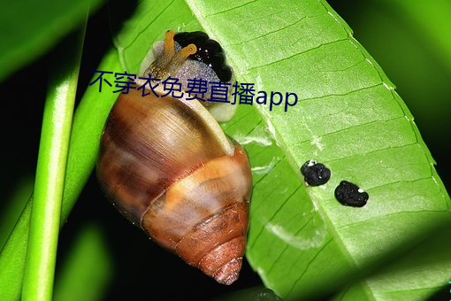 不穿衣免(miǎn)费直播app