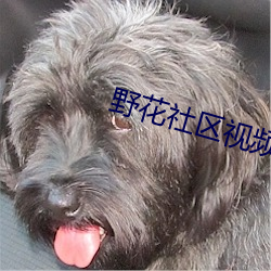 野花社区视频日本最新 （无所可否）