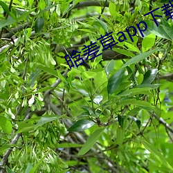 918博天堂·(中国)手机版客户端