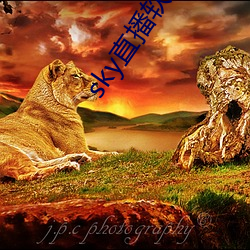 sky直(zhí)播软件下载