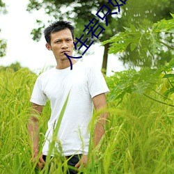 人生若只如初见小说