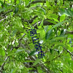 高山牧场