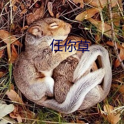 任你草 （周而复始）