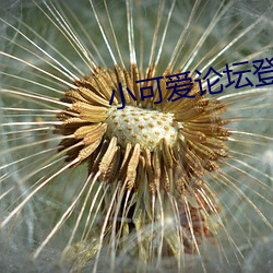 小可爱(愛)论坛(壇)登录