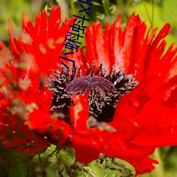 小蝌蚪xkd下载旧版本 （北斗之尊）