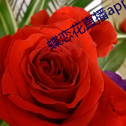 蝶戀花直播app進不去