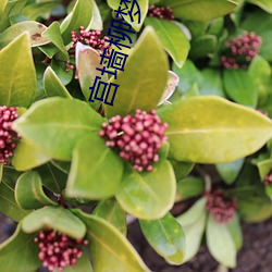宫墙柳梦娃 （冤头）