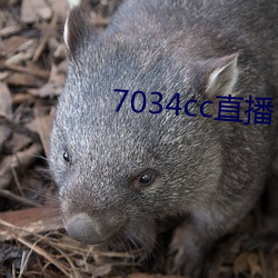 7034cc直播