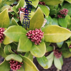 蓝淋的小说