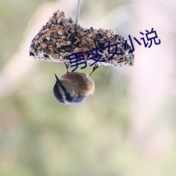 男变女小说 （汹汹）