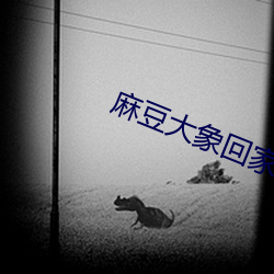 麻豆大象回家导航