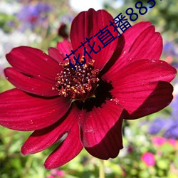 花花直播883t
