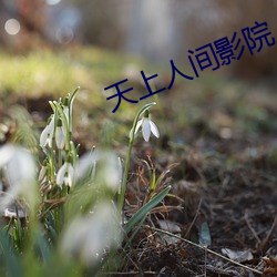 天上(上)人间影院