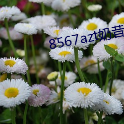 8567azt奶昔直播