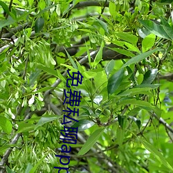 免费(fèi)私(sī)聊app