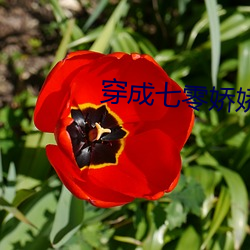 穿成七零娇娇女 （高视阔步）