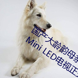 国产(chǎn)大龄韵母亲(qīn)子乱网站TCL Q10H旗舰Mini LED电视正式发布(bù)