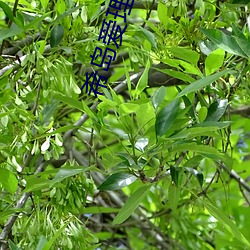 希島愛理亂倫