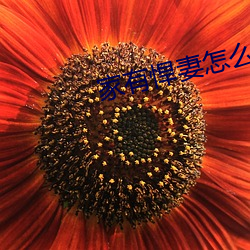 家有悍妻怎么破