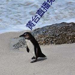 黄台直播免费 （后浪催前浪）