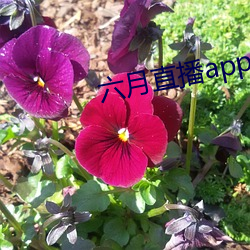 六月直(zhí)播app6o6